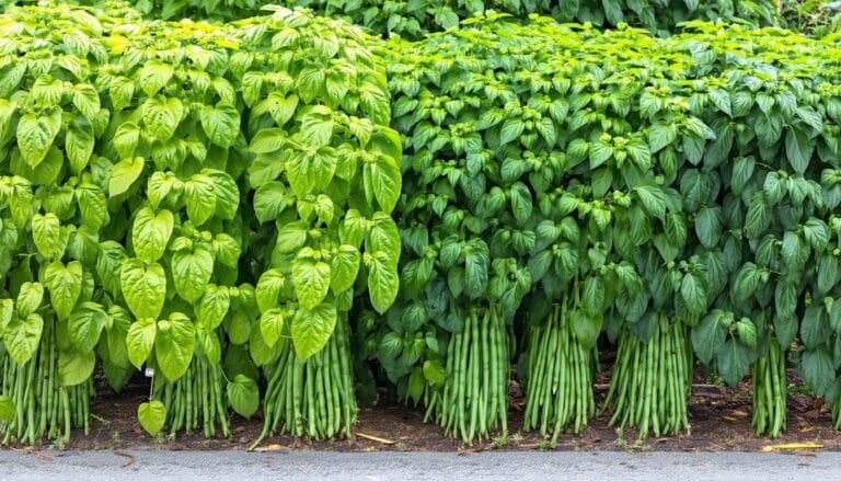 Haricots verts : astuces et conseils pour une récolte abondante jusqu'à l'automne