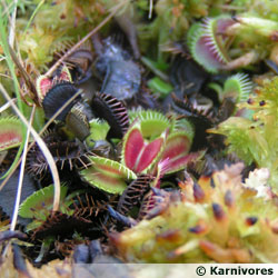 découvrez comment les plantes carnivores détectent efficacement leurs proies grâce à des mécanismes sensoriels uniques, assurant leur survie dans des environnements pauvres en nutriments.