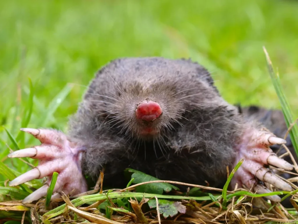 découvrez les secrets fascinants et les comportements étonnants de la taupe, cet animal souterrain souvent méconnu.