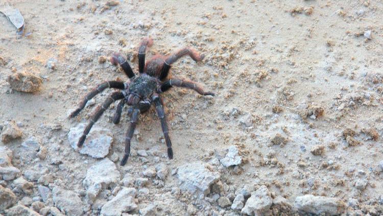 découvrez la mygale andalouse capturée en france : informations sur son habitat, son comportement et les précautions à prendre.