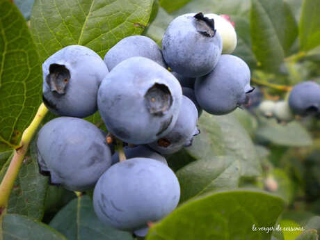 découvrez le plaisir des myrtilles en creuse : savourez des fruits frais et naturels dans un cadre authentique et préservé.