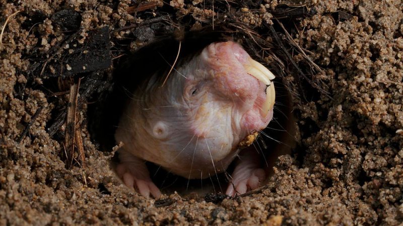 découvrez les extraordinaires caractéristiques du rat-taupe nu, notamment sa longévité exceptionnelle, son immunité au cancer et sa résistance à la douleur.