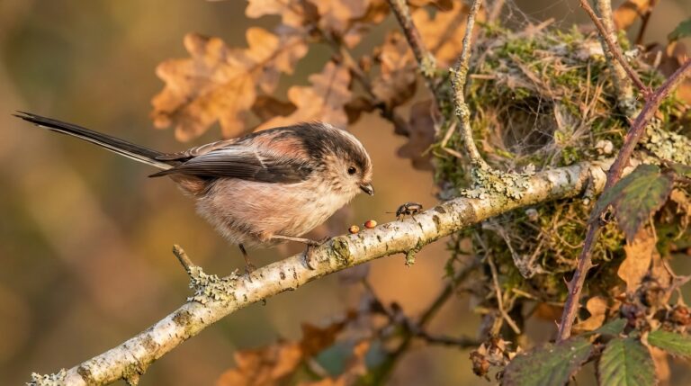 Mésange à longue queue : stratégies pour soutenir sa survie en solitude