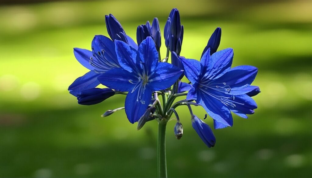 découvrez l'agapanthe, la fleur aux éclats bleus qui illumine vos jardins d'été avec élégance et fraîcheur.