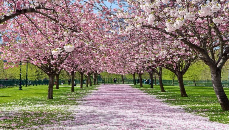 Cerisiers en fleurs : un enchantement à chaque printemps