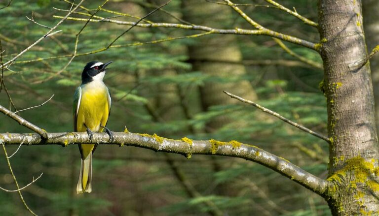 Tout savoir sur la mésange : caractéristiques, habitat et comportements