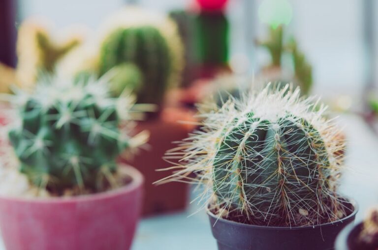 Cactus de noël : guide complet pour bien le cultiver en 2026