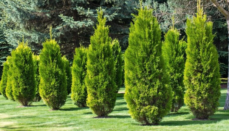 Le guide complet des arbres à croissance rapide et à feuillage persistant